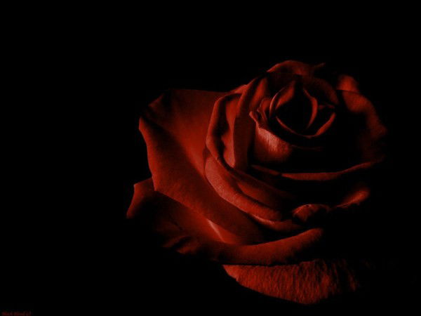 Елена Гончаренко