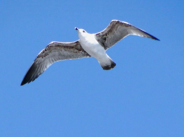 Анатолий Новиков