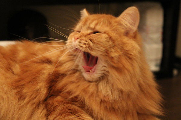 Любовь Мошненко