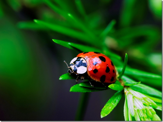 Анна Калиновская