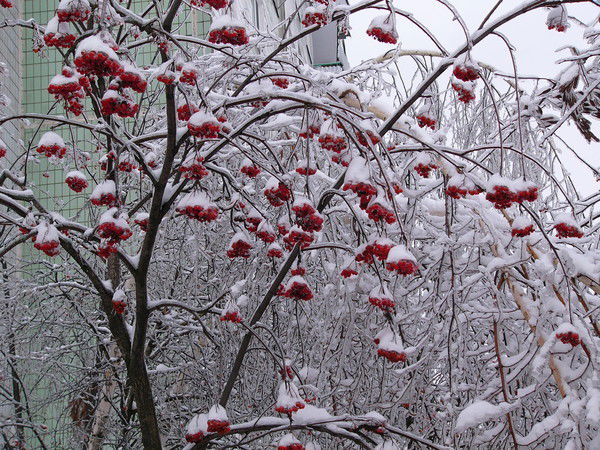Николай Лебедев