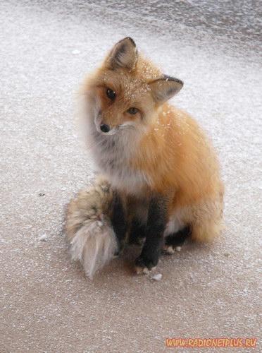 Елена Окипняк