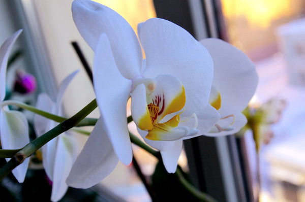 Мариана Ибадуллаева