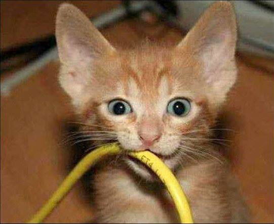 Александр Вертипорох