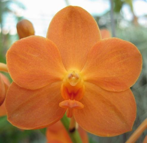 Ева Еремина