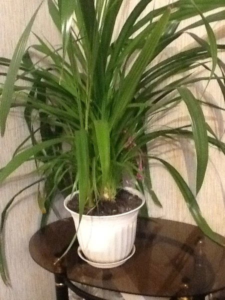 Назиля Файзуллина