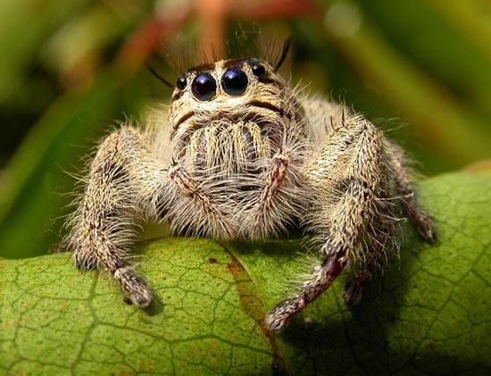 Дмитрий Дмитрий