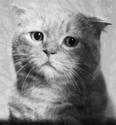 Игорь Леппер