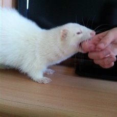 Александр Анисимов