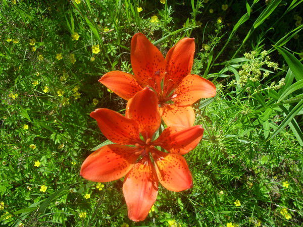 Ульяна Анисимова