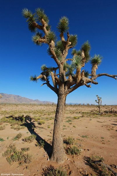 Елена Хрипченко