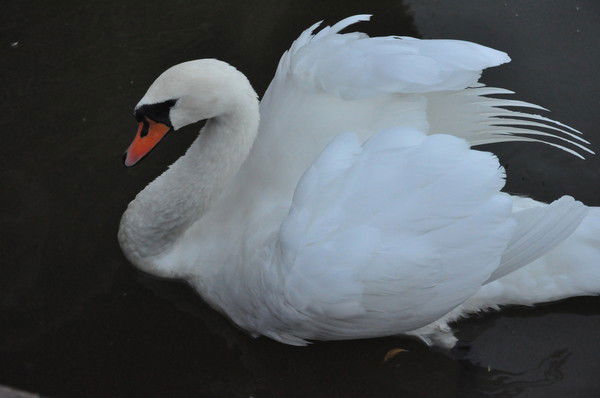 Марина Бетина