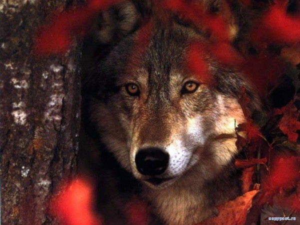 Ринат Умиркулов