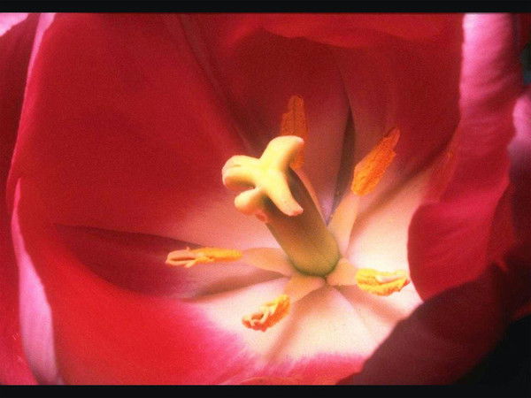 Наталия Панченко