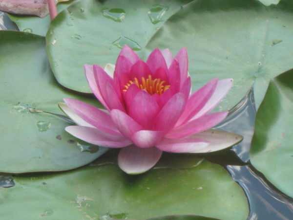 Дарья Кассим