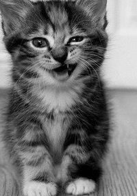 Татьяна Анисимова