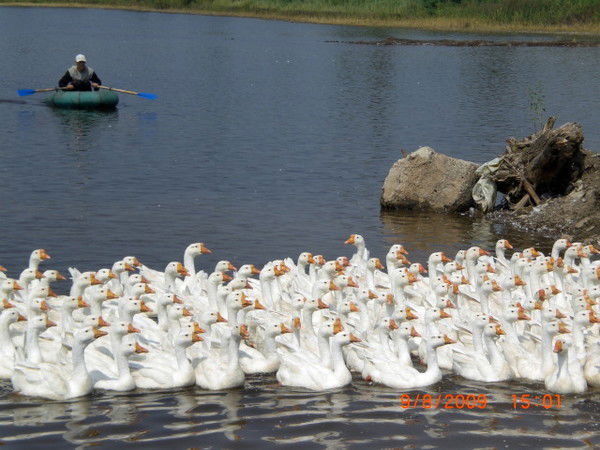 Кфх Тарасенко