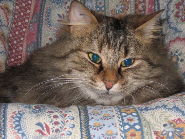 Монтель Юлия