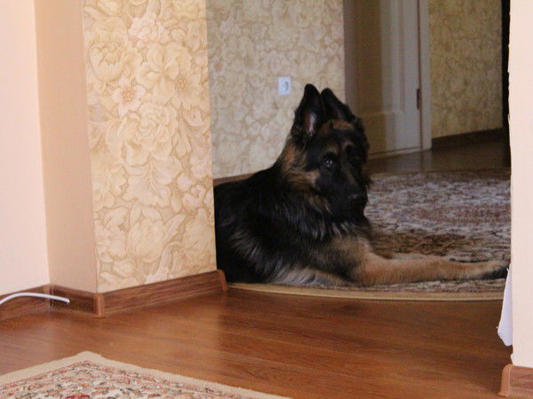 Любовь Будигина