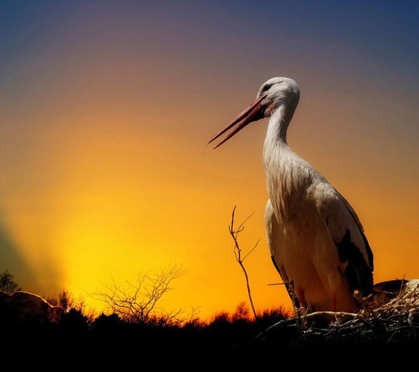 Ирина Гижко