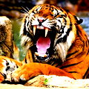 & Tiger &