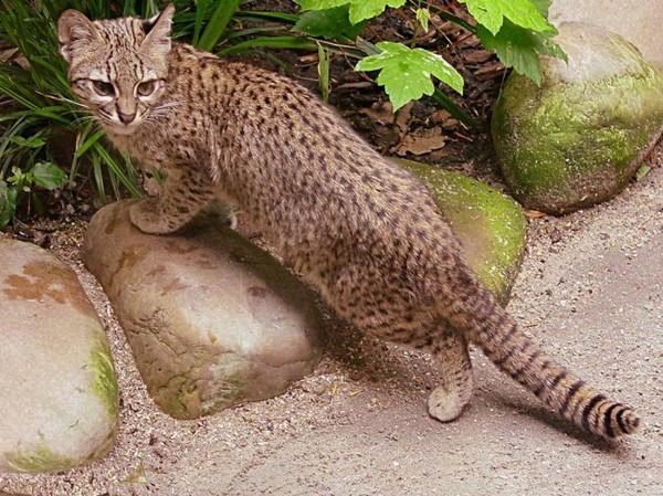 Дикая Кошка Жоффруа