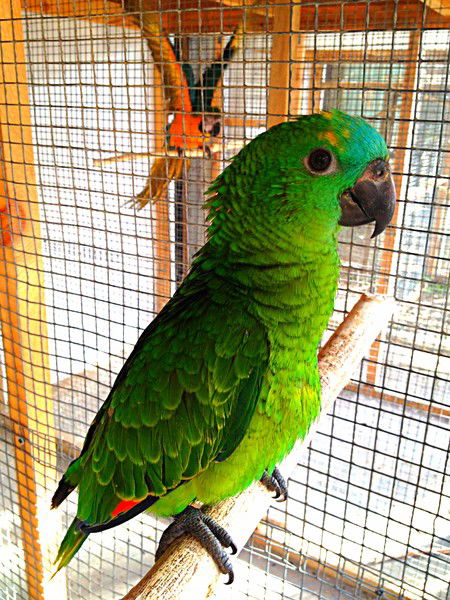 Александр Никитин