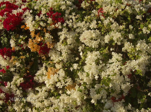 Анжела Атоева