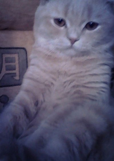 Никита Малашин