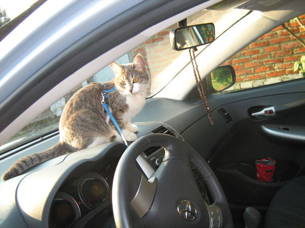 Таня Глазунова