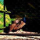 Дмитрий Нартикоев