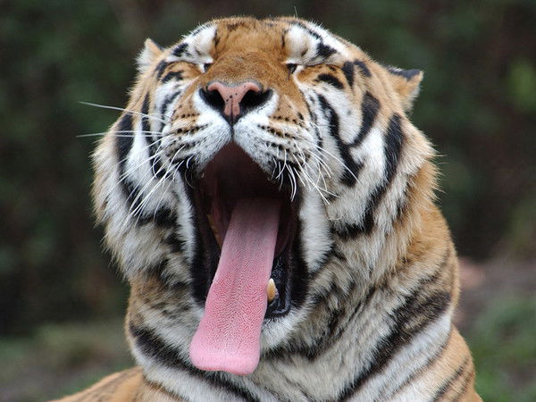 Виталий Сёмин