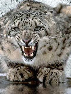 Ольга Чагирева