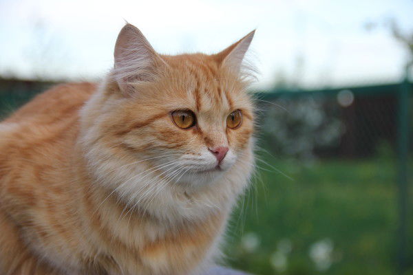 Д. Сенников