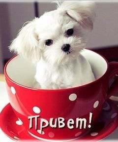 Елена Жуйкова