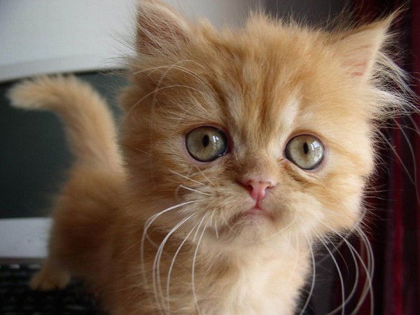 Елена Светкина