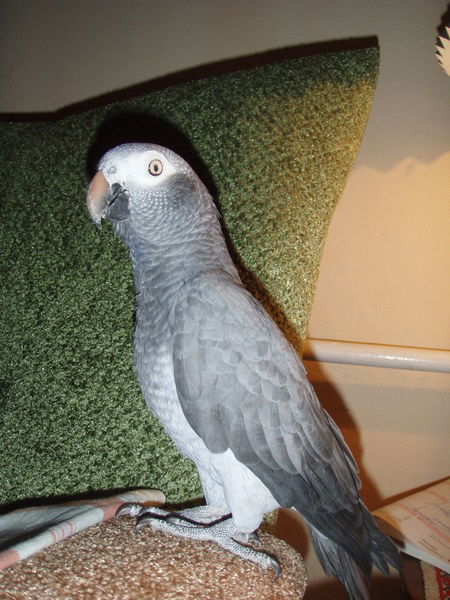 Наталия Чемоданова