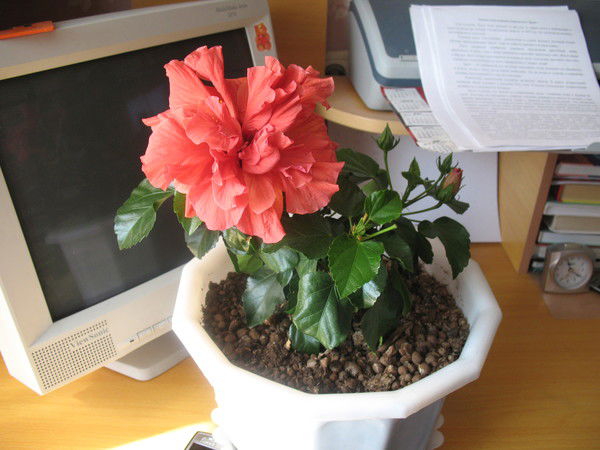 Инна Шпилевая