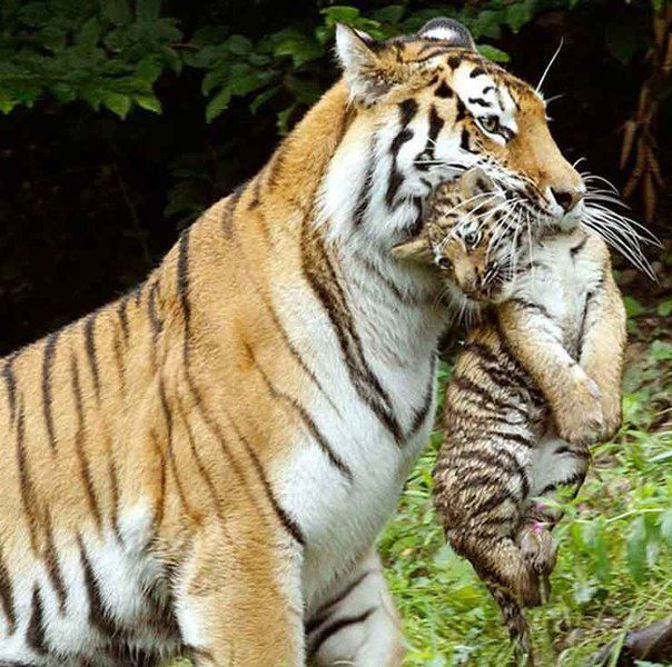 Надежда Кравченко