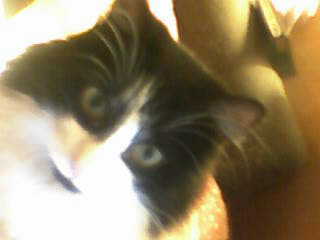 Иванов Иванов