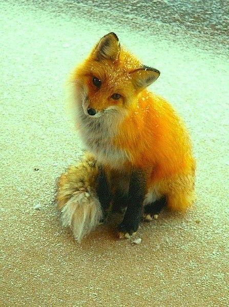 Fox .