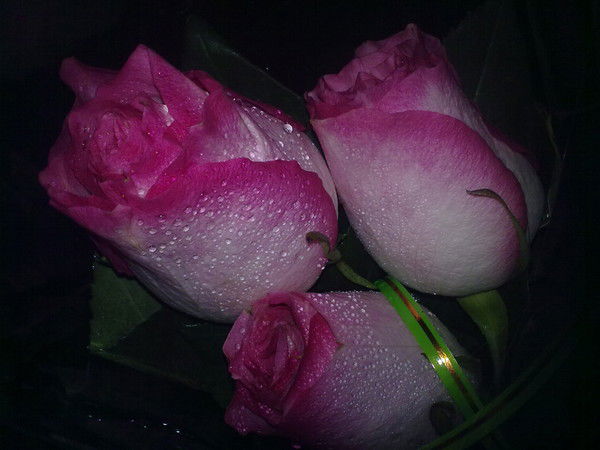 Наиля Янгунаева