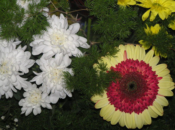 Аниса Файзуллина