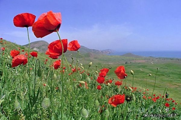 Анна Ушакова