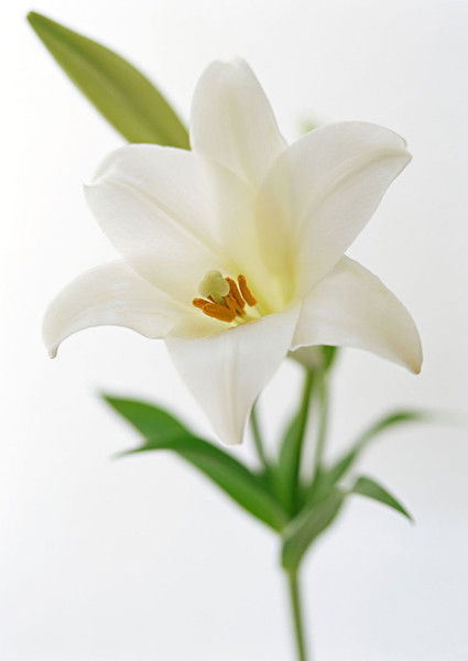 Лариса Вирясова