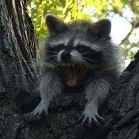 Владимир Енот