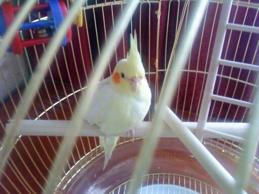 Злата Сереброва