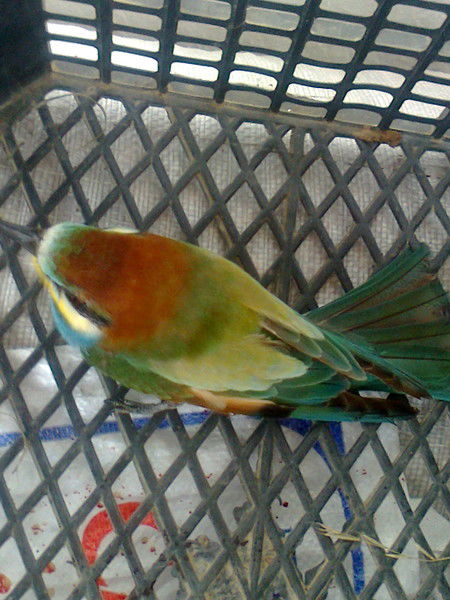 Дениз Мамаева