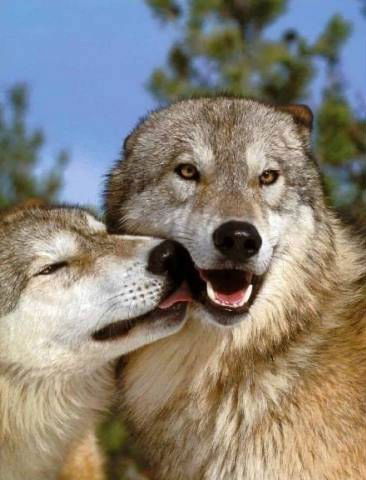 Cергей Сергеич