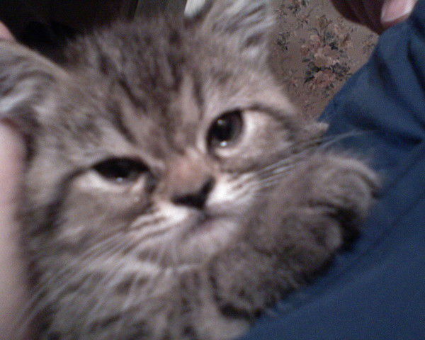 Ольга Миронова